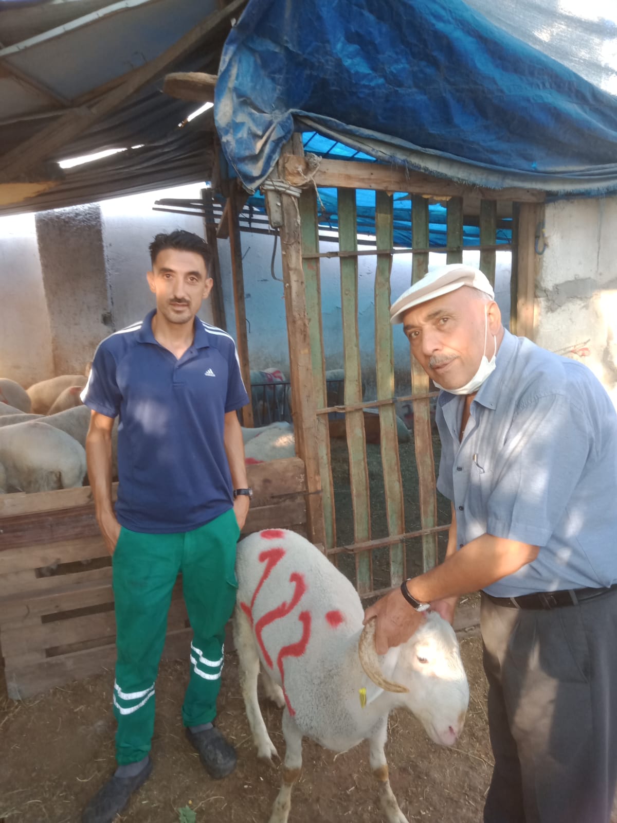 İzmir Adak Kurban Koç Satış