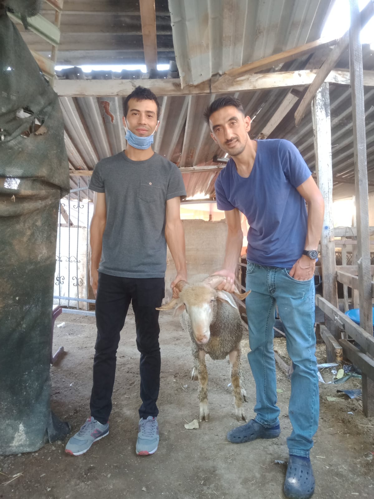 İzmir Adak Kurban Koç Satış