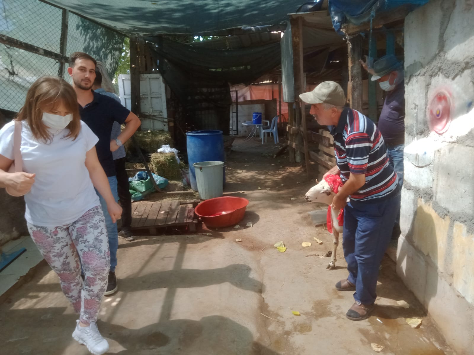 İzmir Adak Kurban Koç Satış