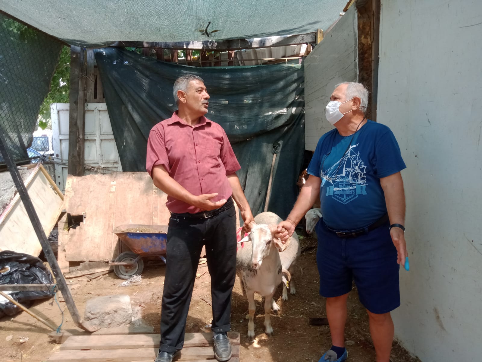 İzmir Adak Kurban Koç Satış