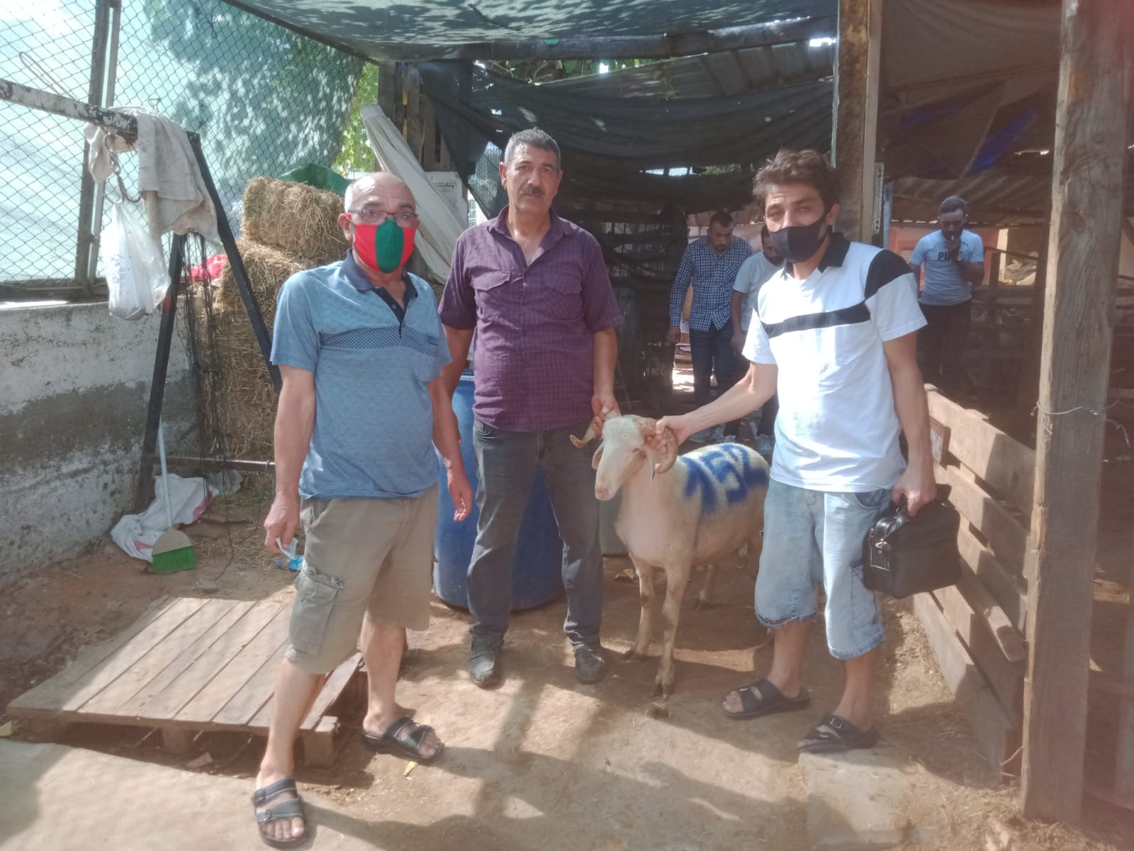 İzmir Adak Kurban Koç Satış