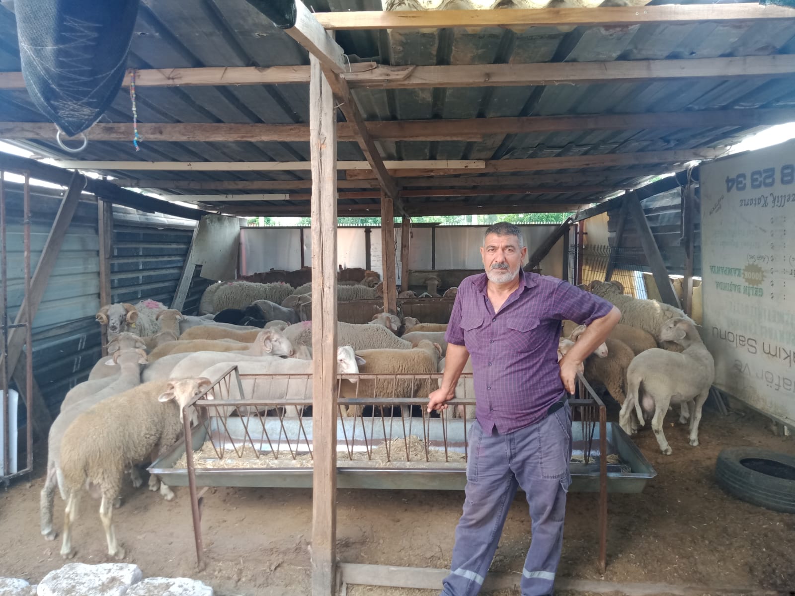 İzmir Adak Kurban Koç Satış